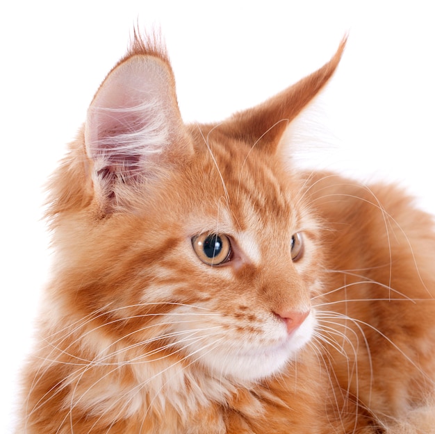 gattino di maine coon