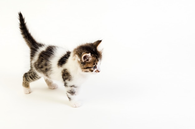 Gattino di un mese su sfondo bianco