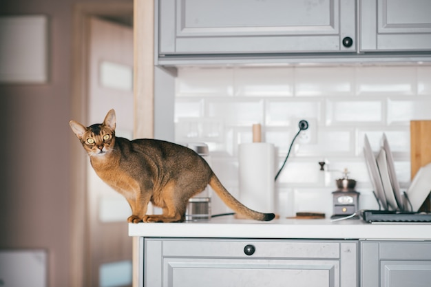 Gattino divertente adorabile alla cucina