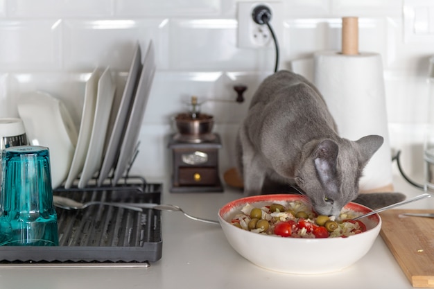 Gattino divertente che mangia insalata dal piatto