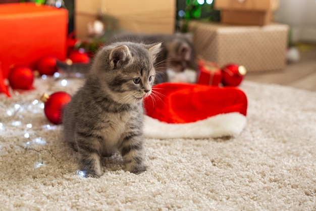 Gattino divertente del tabby si lecca accanto alla decorazione festiva di Natale a casa sul tappeto.