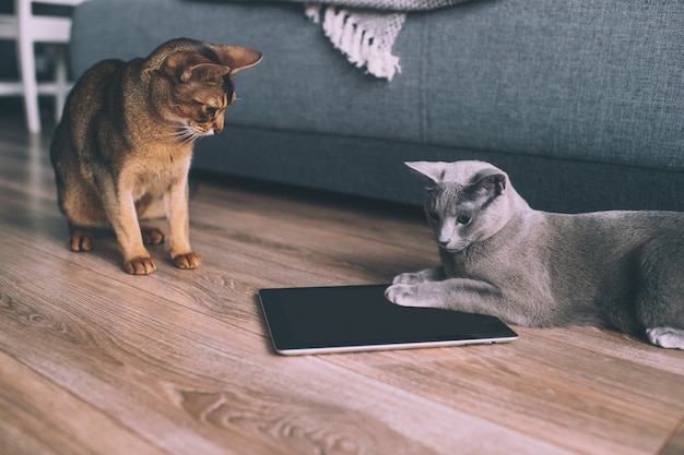 Gattino divertente due che guarda allo schermo della compressa