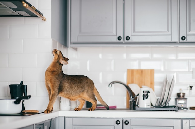 gattino divertente in cucina.