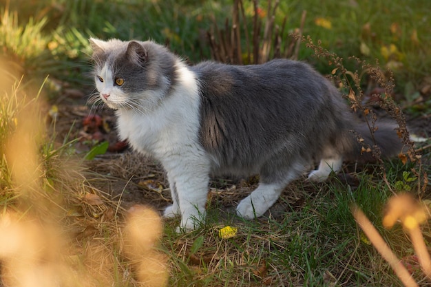 Gattino divertente in foglie autunnali gialle Gatto che gioca in autunno con fogliame Gattino britannico in foglie colorate sulla natura