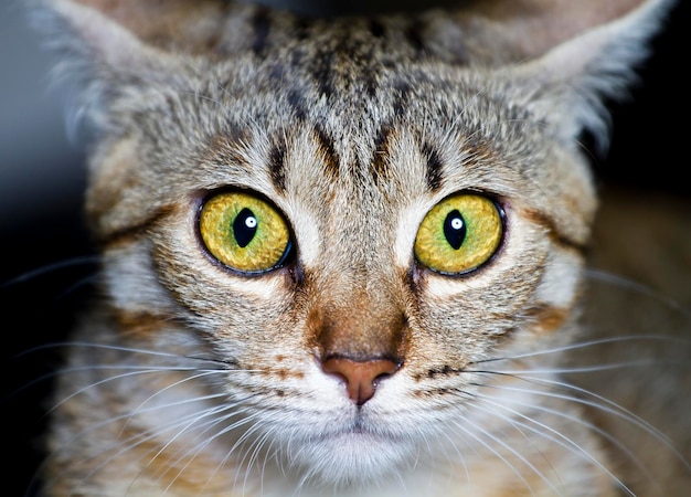Gattino. gatto di razza comune, con occhi spaventati