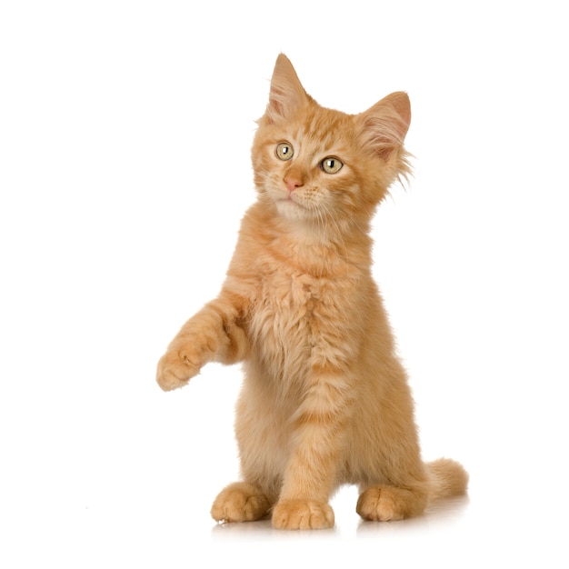 Gattino Ginger Cat. Ritratto di gatto isolato