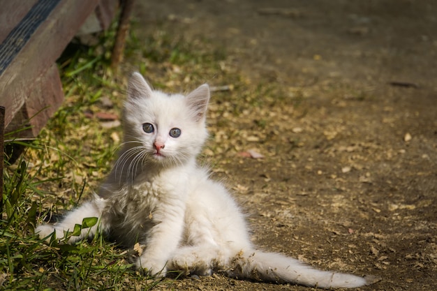 Gattino giocoso bianco all'aperto