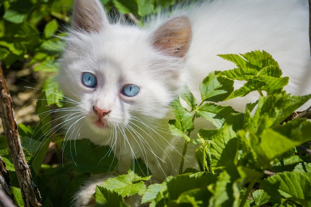 Gattino giocoso bianco all'aperto