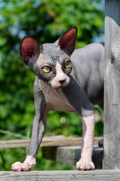 Gattino glabro di sphynx dagli occhi gialli di quattro mesi si trova in alto su assi di legno nel parco giochi felino