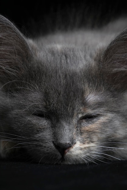 Gattino grigio addormentato su sfondo nero