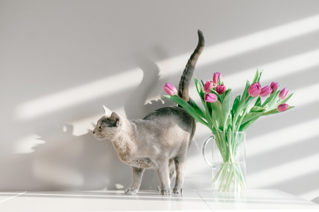 Gattino grigio adorabile che cammina sulla tavola con il mazzo dei tulipani in vaso di vetro.