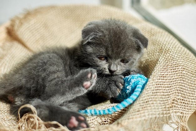 Gattino grigio britannico sveglio che gioca con il mouse blu dei giocattoli a casa gatto divertente