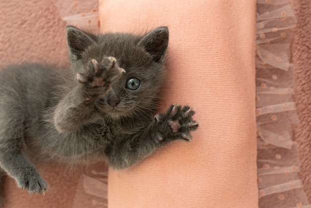 Gattino grigio con artigli su un cuscino rosa