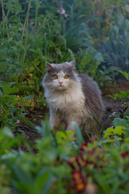 Gattino grigio con nontiscordardime Il gatto si siede in un giardino estivo tra i fiori blu del nontiscordardime