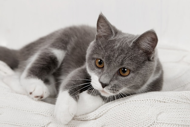 Gattino grigio divertente su un plaid lavorato a maglia bianco. Ben si gioca e si riposa.