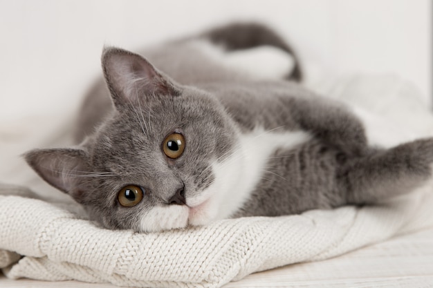 Gattino grigio divertente su un plaid lavorato a maglia bianco. Ben si gioca e si riposa.