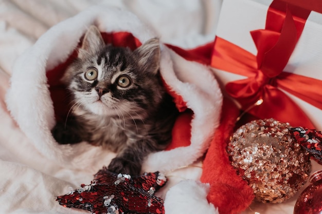 gattino grigio è sdraiato su un letto bianco con un cappello da Babbo Natale con regali di Natale rossi. simbolo dell'anno