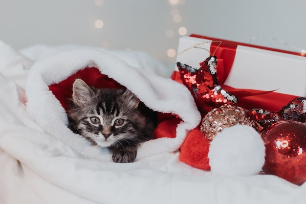 gattino grigio è sdraiato su un letto bianco con un cappello da Babbo Natale con regali di Natale rossi. simbolo dell'anno