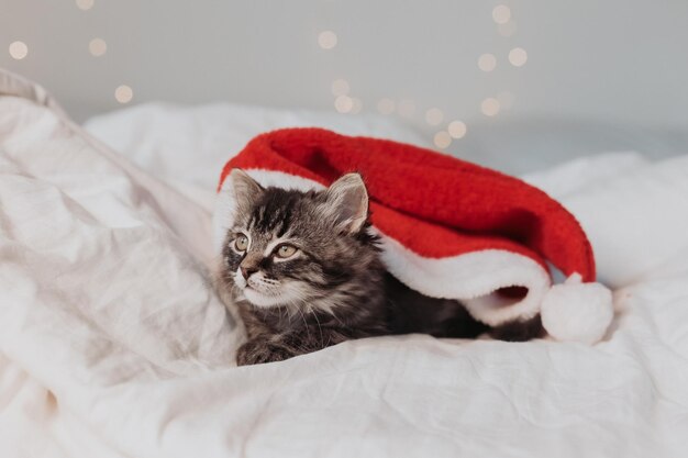 gattino grigio è sdraiato su un letto bianco con un cappello da Babbo Natale con regali di Natale rossi. simbolo dell'anno