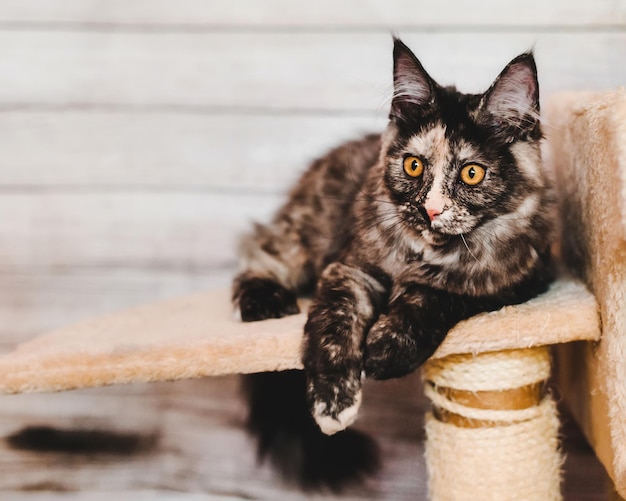 Gattino grigio Maine Coon