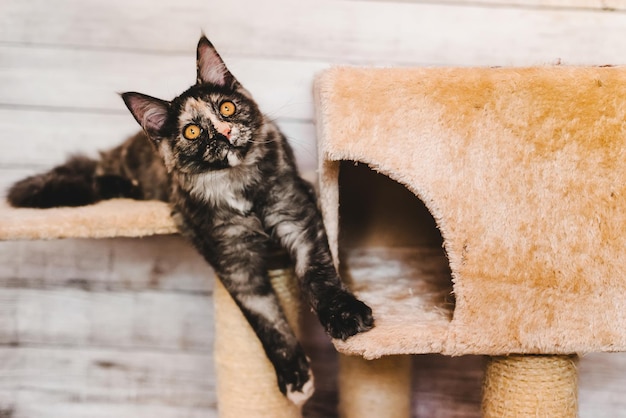 Gattino grigio Maine Coon