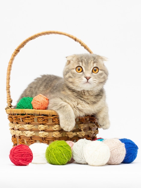 Gattino grigio Scottish fold che si siede nel cestino con palline rosa e grigie