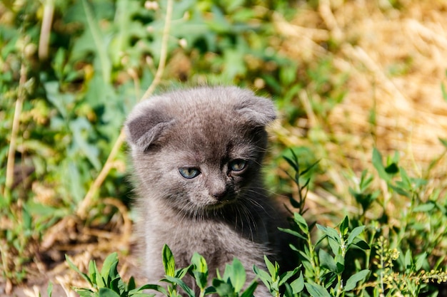 Gattino grigio Scottish Fold su erba verde