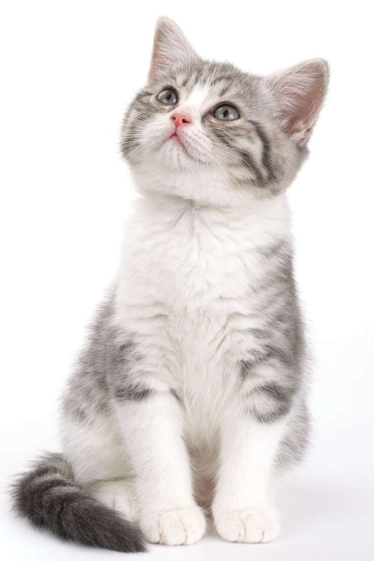 Foto gattino grigio seduto sulla superficie bianca e guardando al lato