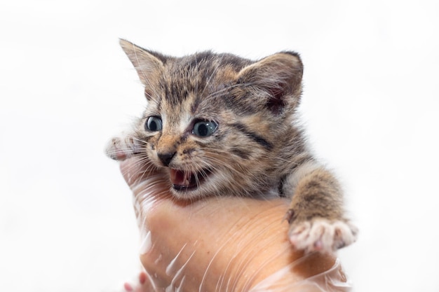 Gattino grigio spaventato nelle mani di un veterinario Ispezione degli animali