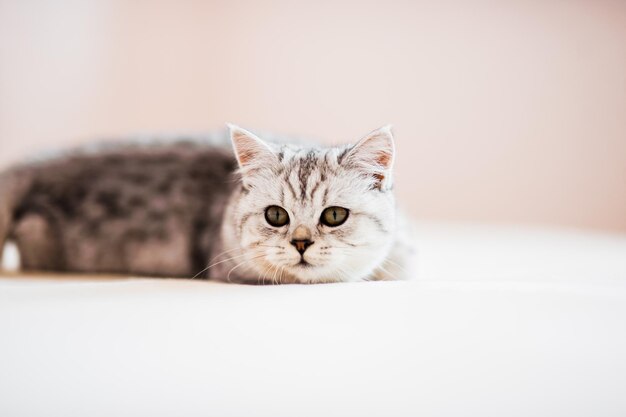 Gattino grigio sul divano Animale domestico peloso con pedigree al chiuso Concetto di piccoli migliori amici