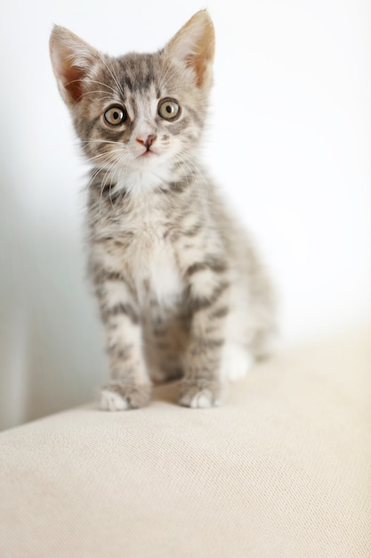 Gattino grigio sveglio a casa