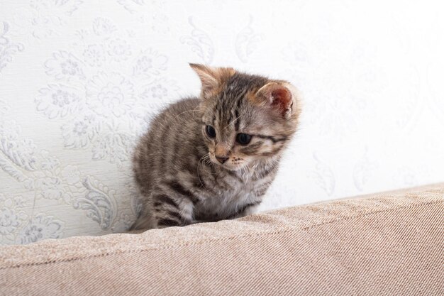 Gattino grigio tra il cuscino del primo piano del divano