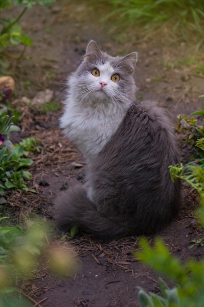 Gattino in giardino