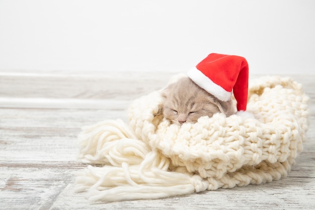 Gattino in un cappello da Babbo Natale. Nuovo anno