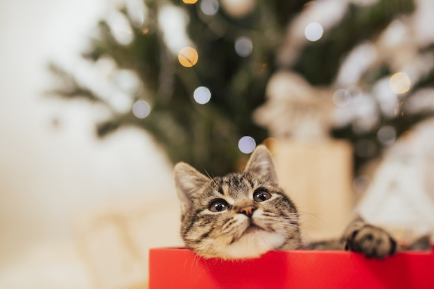 Gattino in una confezione regalo rossa.