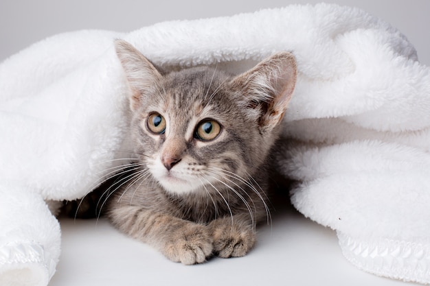 gattino in una coperta avvolta