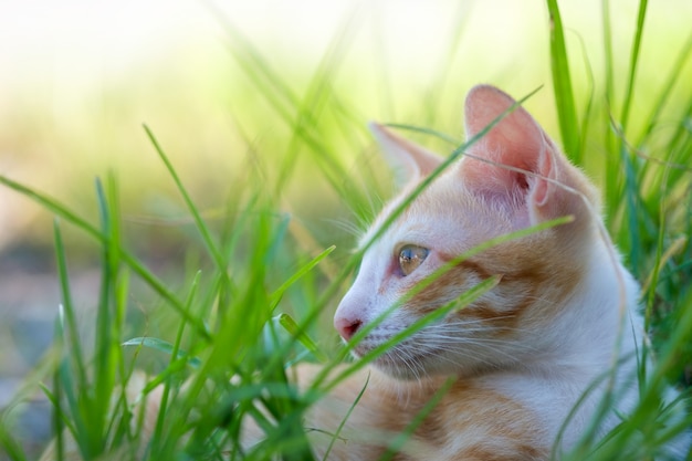 Gattino lanuginoso bianco dell'oro che si rilassa sul prato inglese