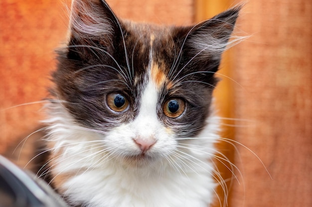 Gattino lanuginoso bianco e nero da vicino su sfondo arancione