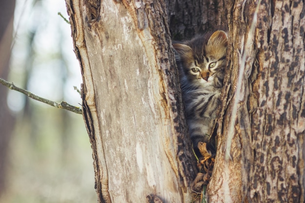 Gattino lanuginoso da solo nella cavità di un albero in estate