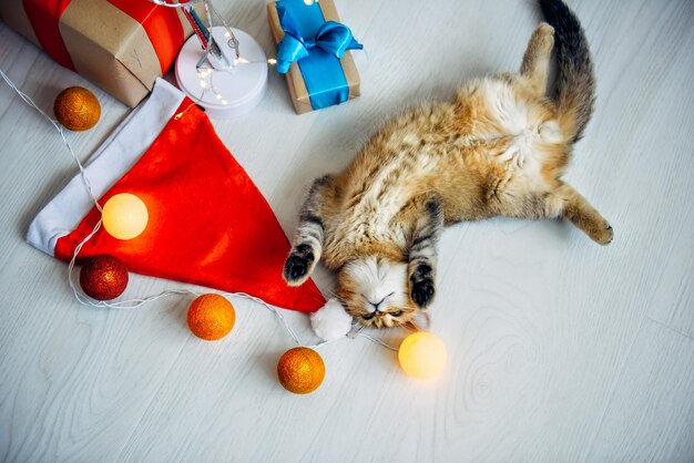 Gattino lanuginoso divertente disteso sul pavimento tra luci di Natale, giocattoli colorati e scatole regalo, vista dall'alto. Gatto domestico e cappello di Babbo Natale.