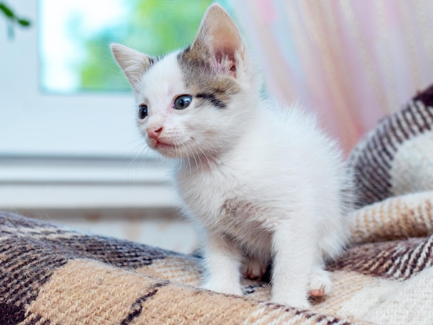 Gattino maculato bianco nella stanza sul letto