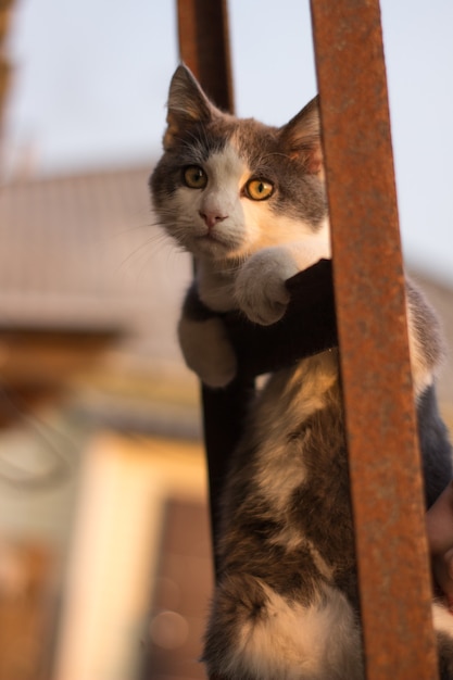 Gattino maculato sulle scale nel recinto