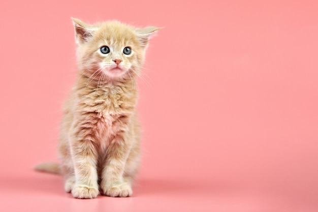 Gattino Maine Coon Cream