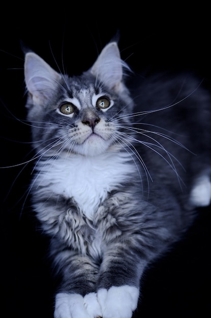 Gattino Maine Coon, di diversi mesi, colore grigio-nero su sfondo nero.