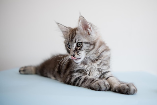 Gattino Maine Coon su sfondo beige Il gatto di razza è un animale domestico