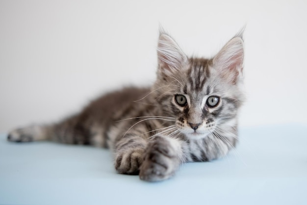 Gattino Maine Coon su sfondo beige Il gatto di razza è un animale domestico