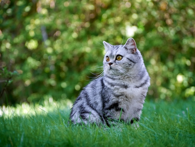 Gattino nell'erba verde.