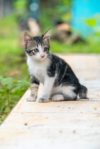 Gattino nero che gioca nel cortile