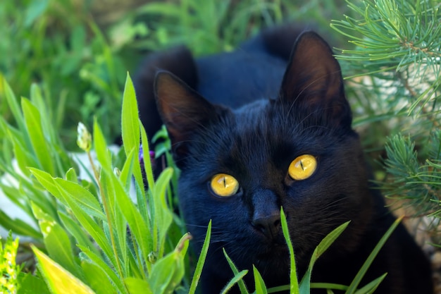 Gattino nero sveglio che si siede nell&#39;erba. Il gatto ha gli occhi gialli brillanti. Messa a fuoco selettiva