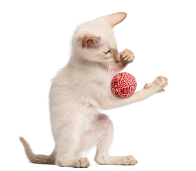 Gattino Oriental Shorthair, 9 settimane, giocando con la palla contro il muro bianco